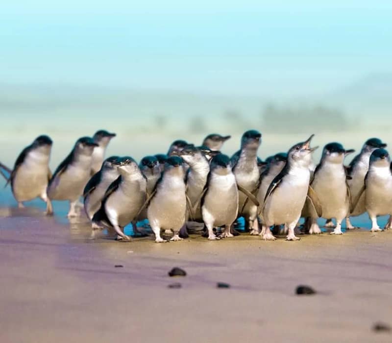 Group of blue penguins walking on a sandy beach near the coast.