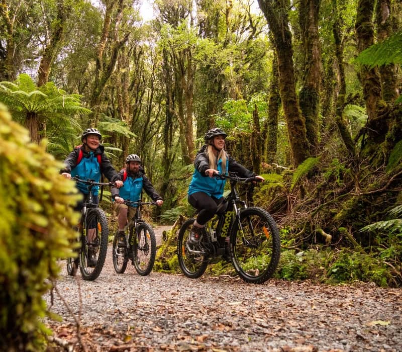 Three people biking on a forest trail surrounded by green trees and ferns.