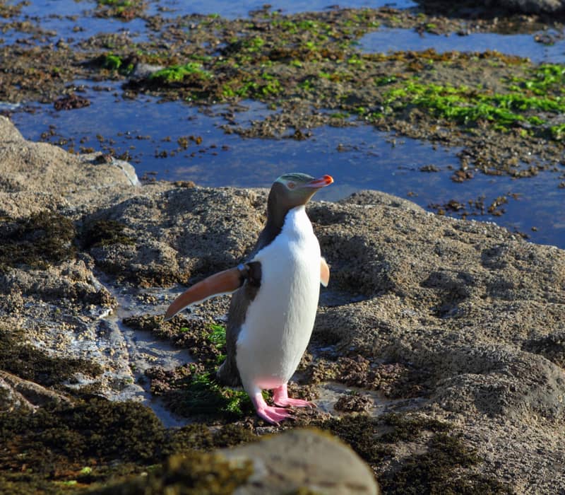 Penguin standing on rocky shore with water and seaweed around.