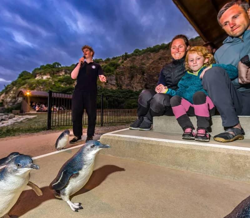 Family observing blue penguins walking near them with a tour guide speaking in the evening by the cliffs.