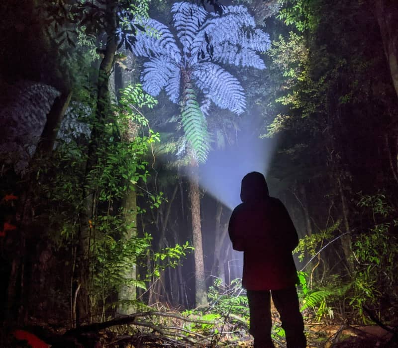 Person shining a flashlight in a dark forest with tall trees and ferns at night.