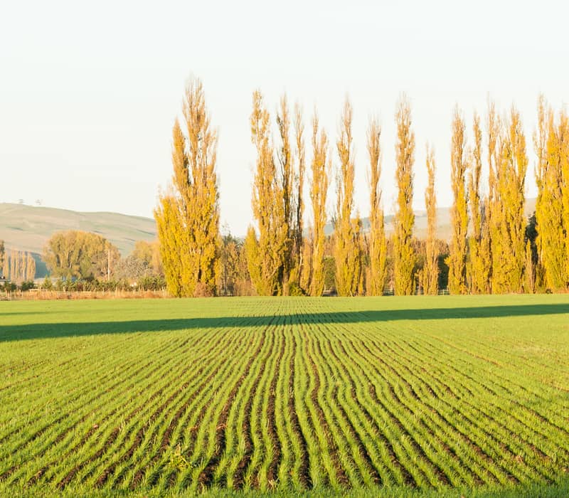 A wide landscape of a green field with neatly planted rows in Hawke's Bay, featuring tall golden poplar trees and rolling hills in the background under soft afternoon light.