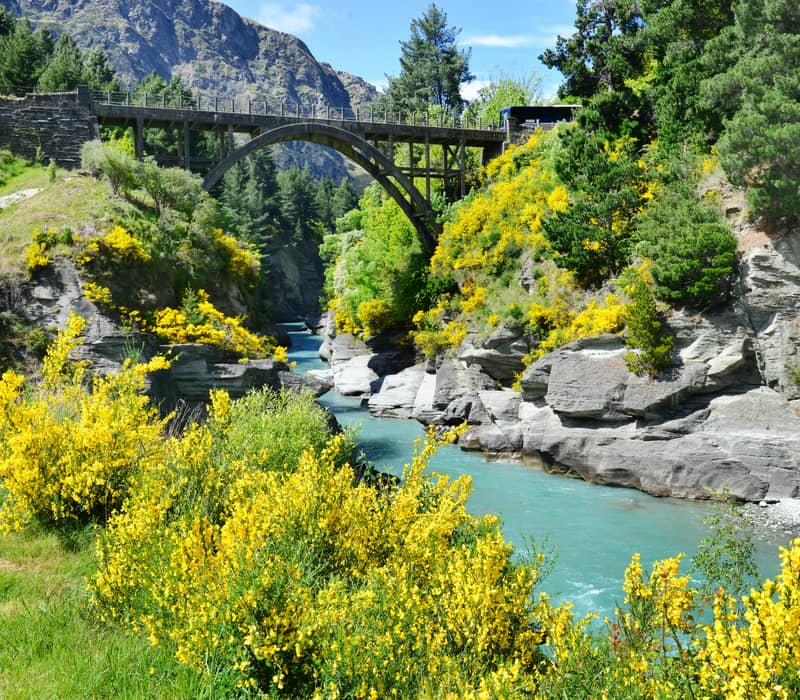 A scenic landscape view of the historic concrete Edith Cavell Bridge arching over the bright turquoise Shotover River canyon, surrounded by rocky cliffs, green pine trees, and blooming bright yellow broom bushes under a blue sky. Credit: Shutterstock
