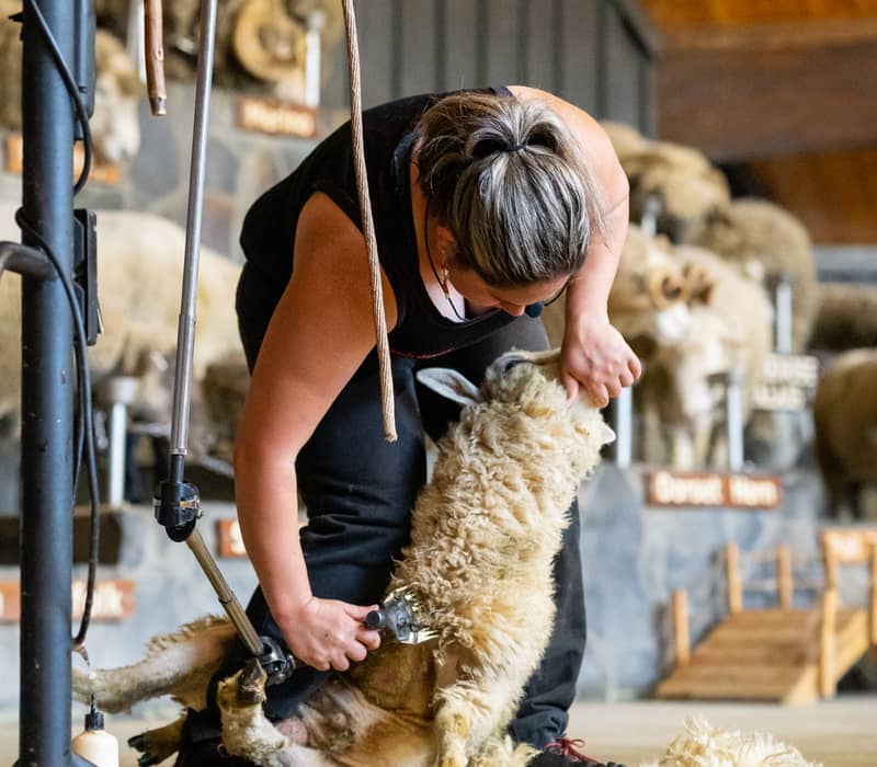 Person shearing wool from a sheep indoors on a farm demonstration.