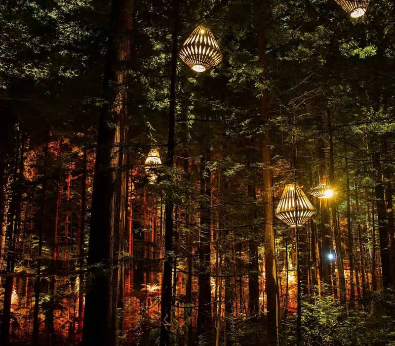 Lanterns hanging and glowing softly among tall redwood trees in a forest at night.