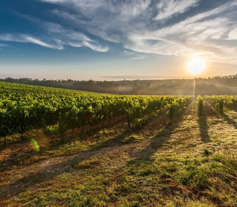 Vineyard rows glowing under sunset with sun low in sky and blue clouds above