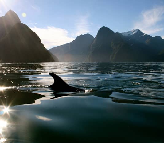 Dolphin fin in Milford Sound waters with mountainous background and sun reflections.