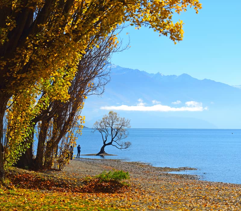 Tree in lake with golden autumn leaves on shore and mountains in background