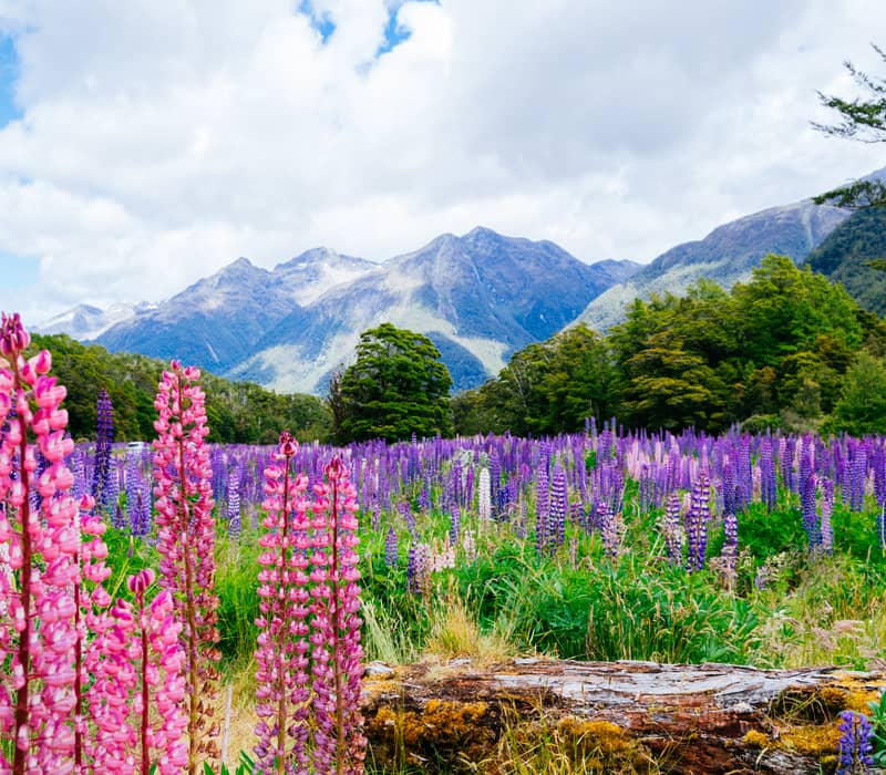Field of pink and purple lupin flowers with trees and mountains in the background under a partly cloudy sky.