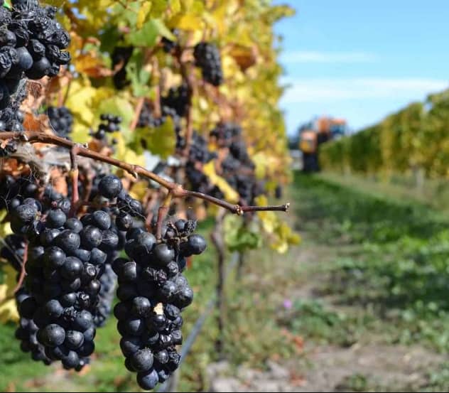 Close-up of ripe black grapes on vine in vineyard with rows of grapevines under clear sky.