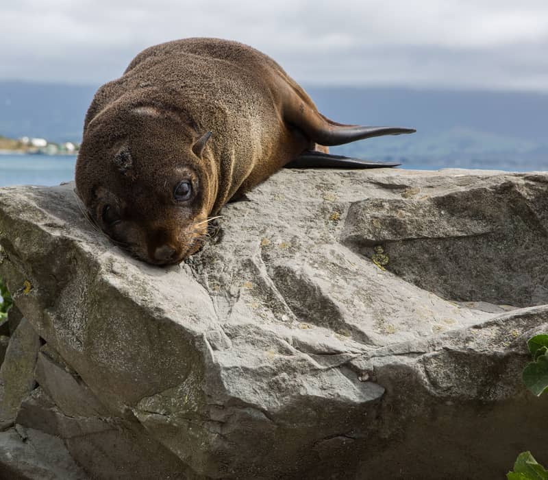 Seal resting on rocks by the sea with hills in the background.