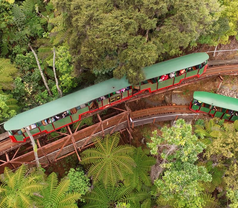 A green train traveling on curved tracks through dense forest with lush tree ferns and passengers aboard.