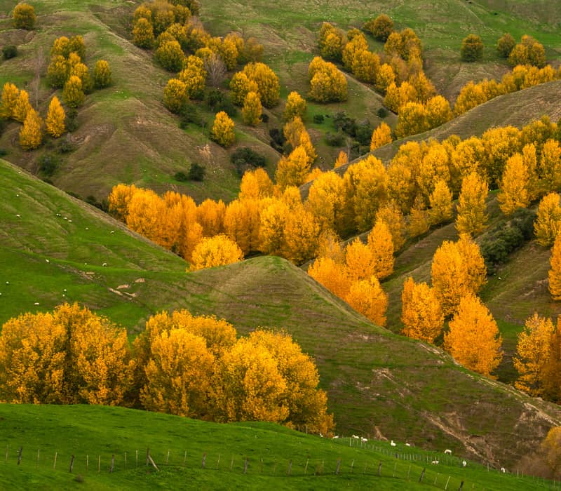 Rolling green hills with clusters of bright yellow autumn trees in Hawkes Bay