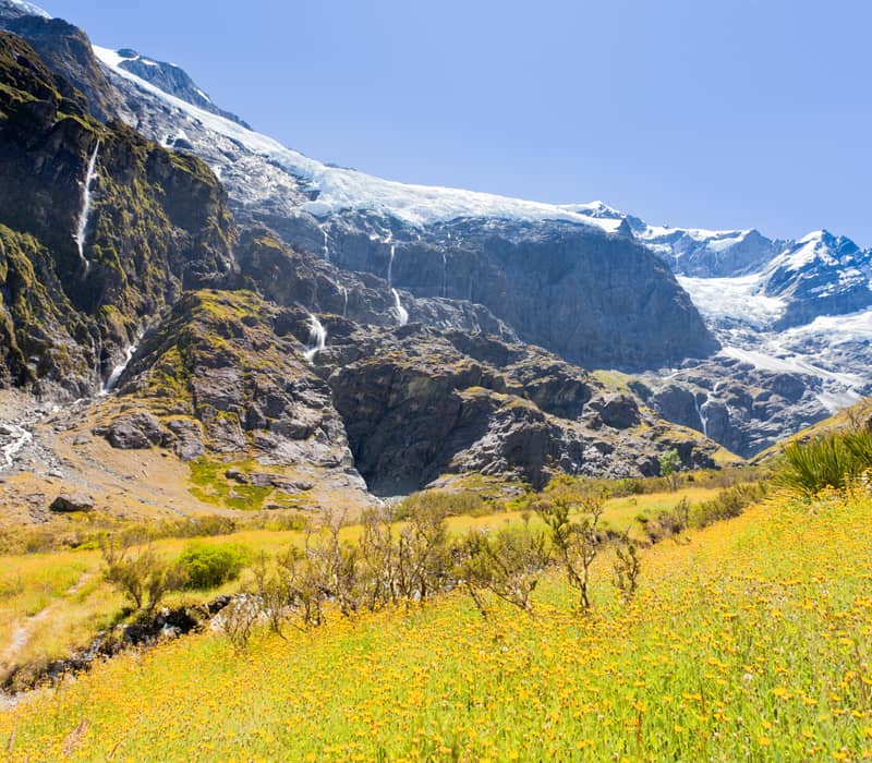 Field of yellow wildflowers with waterfalls and a glacier on rocky mountains in the background under clear sky.