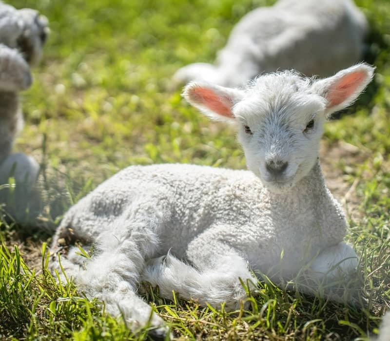 Young lamb lying on green grass in sunlight on a farm with other lambs nearby.