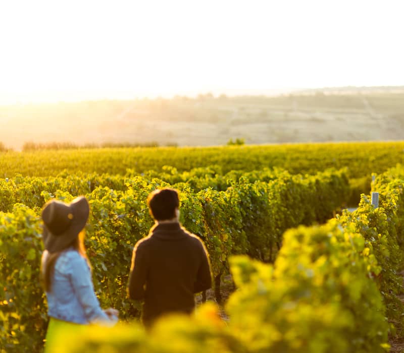 Couple walking through a vineyard in the golden sunshine