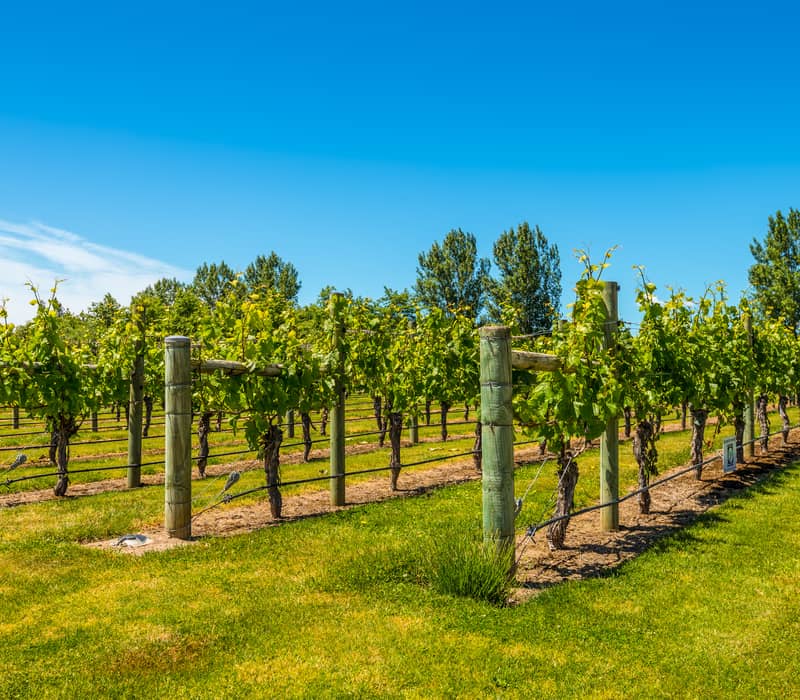 Rows of grapevines with green leaves in a sunny vineyard under a bright blue sky