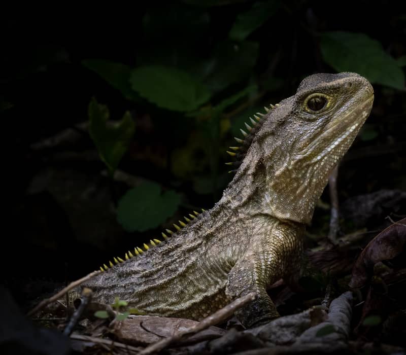 A tuatara reptile rests among dark leaf litter and native forest foliage. Credit: Karori Sanctuary Trust - Janice McKenna