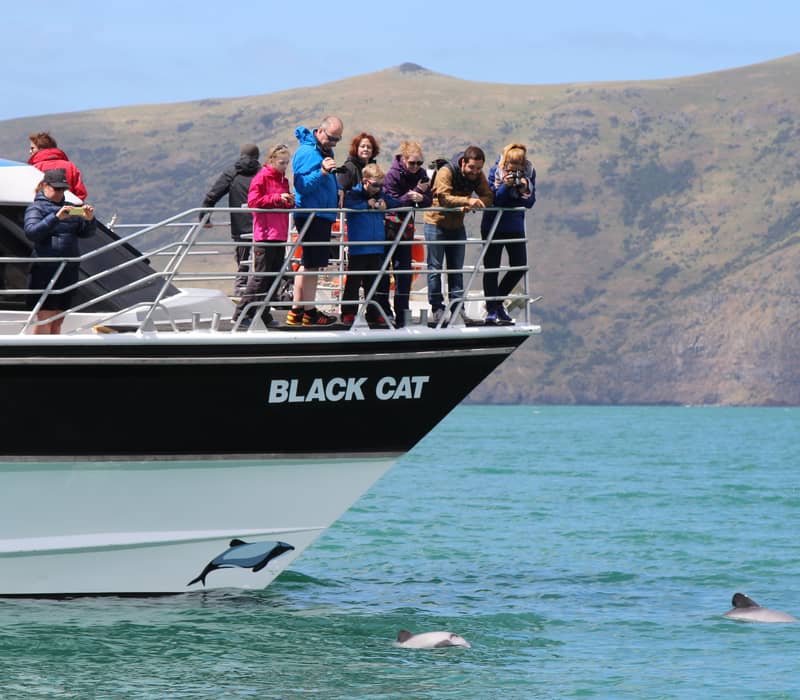 People on a cruise boat looking at dolphins swimming nearby in clear blue water with cliffs in the background.