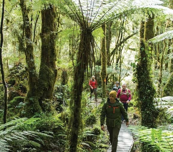 People hiking on a wooden trail through a dense green forest with large ferns.