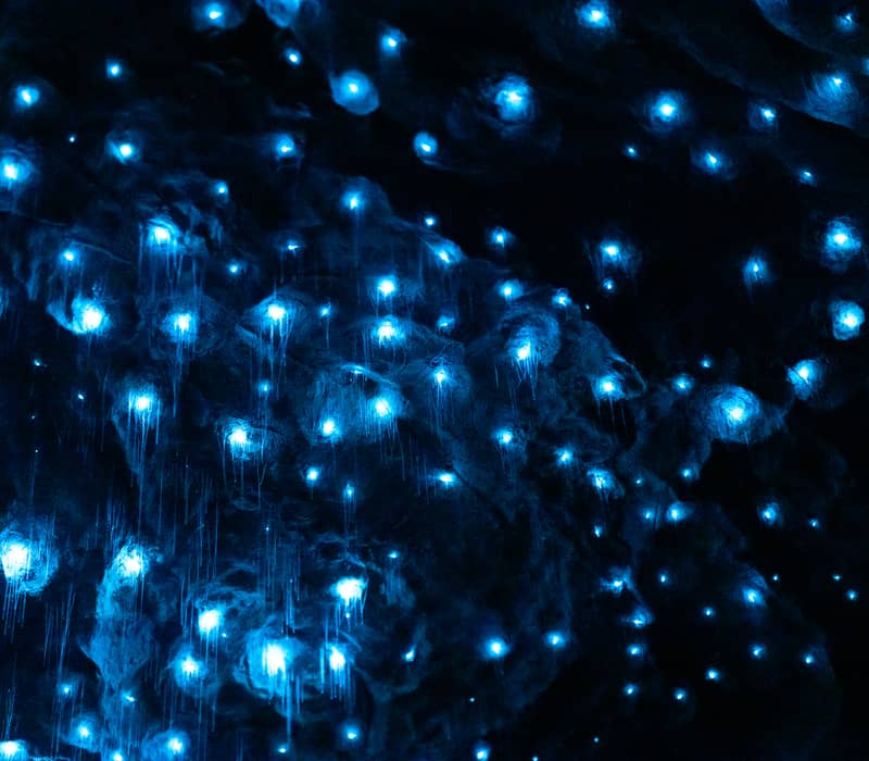 Blue glowing glowworms lighting up a dark cave ceiling.