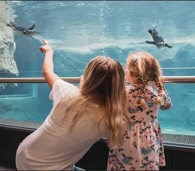 Two children watching penguins swimming underwater in an aquarium tank.