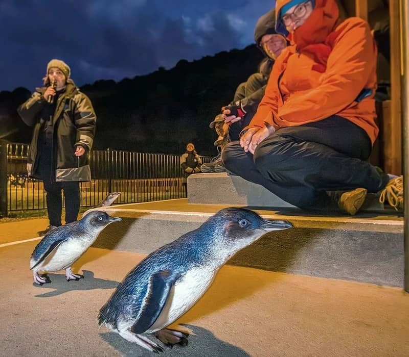 People in warm jackets watching penguins at night on an outdoor platform.