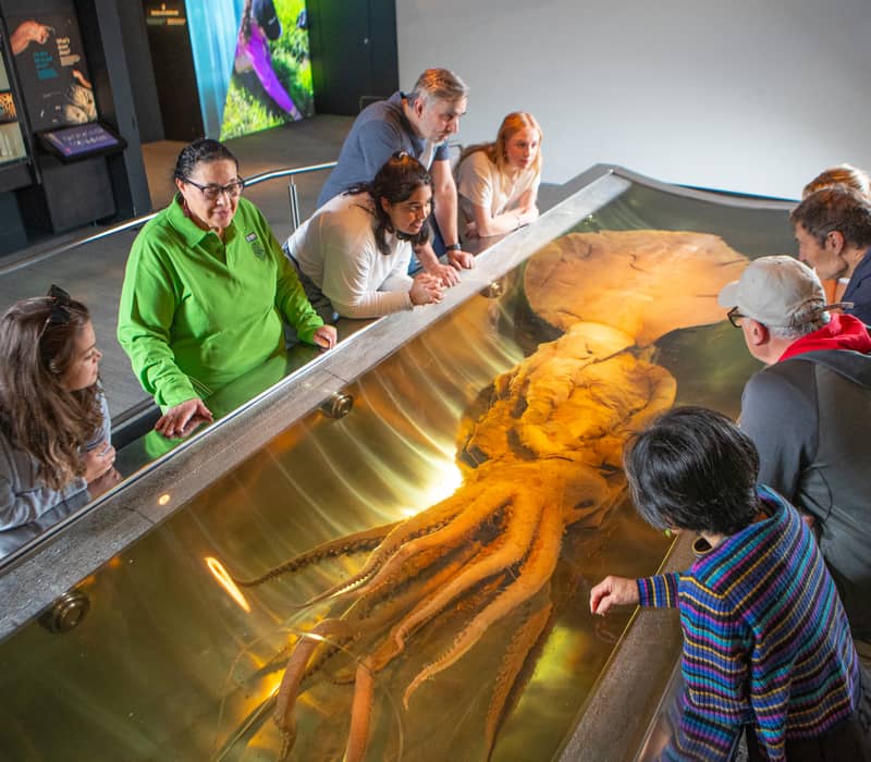 People gathered around a large display tank showing a preserved giant squid in a museum.