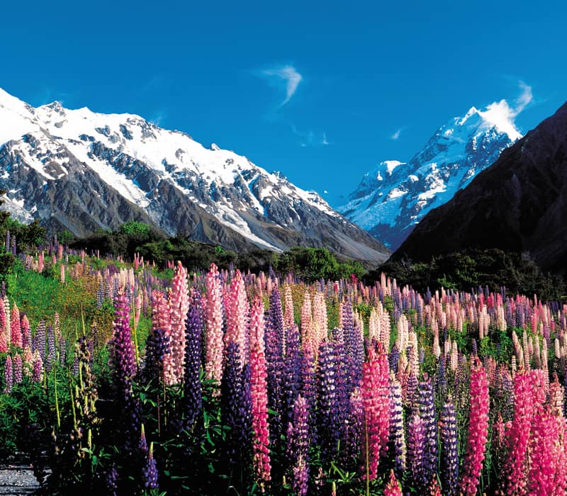 Colorful lupin flowers in front of snow-covered mountains under a bright blue sky.