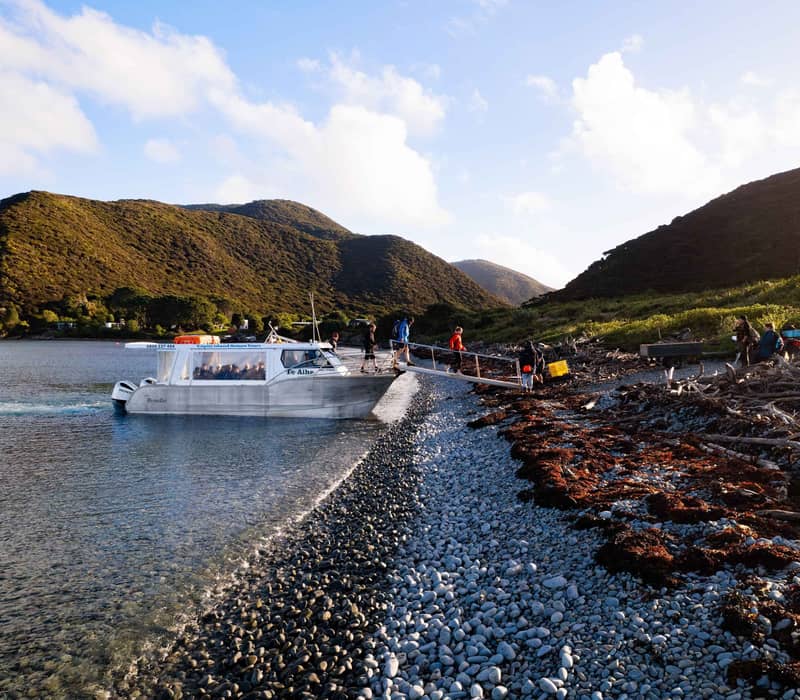 Boat landing on a pebble beach with passengers disembarking and green hills in the background at Kapiti Island.