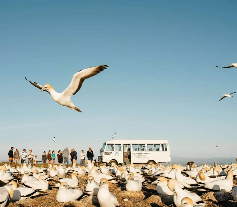 Gannets flying and resting with tourists and safari bus in background under blue sky
