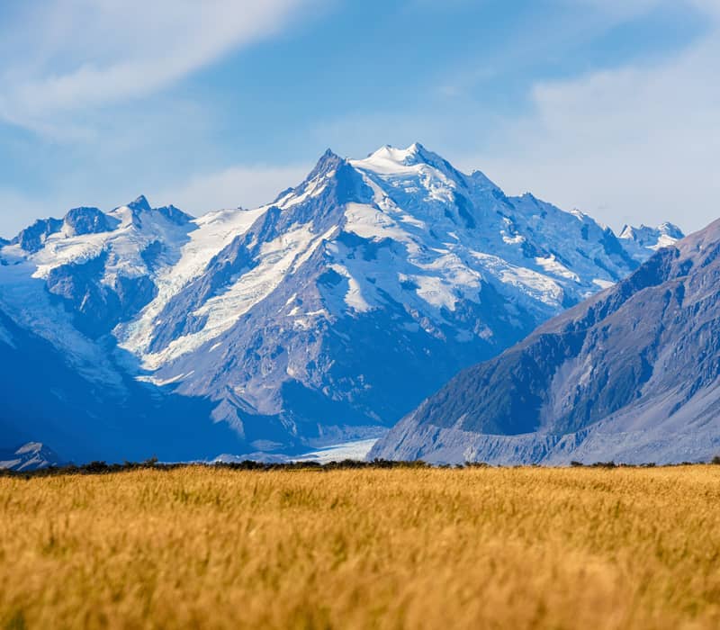 Snow-covered Aoraki Mount Cook mountain with a golden field and blue sky.