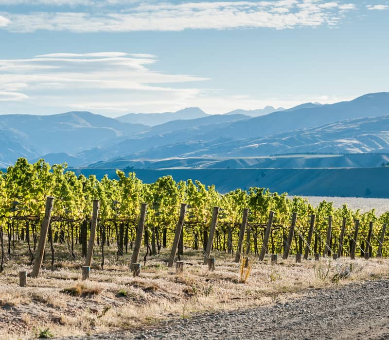 Rows of grapevines in a vineyard with mountains and blue sky in the background.