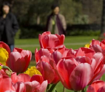 Close-up of pink tulips and yellow daffodils in a garden bed with blurred people walking in a park in the background. Credit: 100% New Pure Zealand