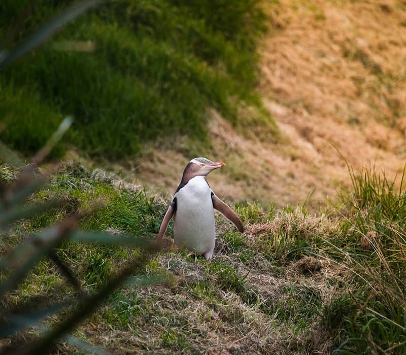 Yellow-eyed penguin standing in green bush with blurred background.