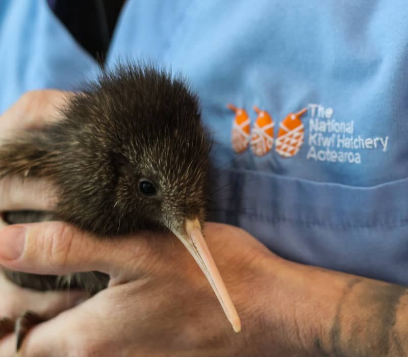 Close-up of person holding a kiwi bird hatchling at a kiwi hatchery.
