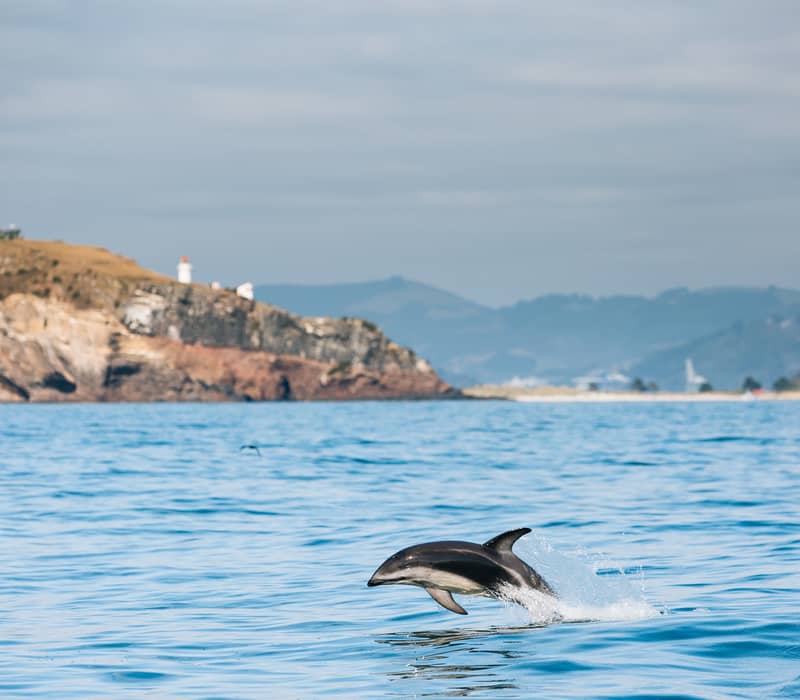 Dolphin jumping out of the ocean with island and lighthouse in the background