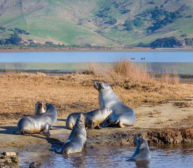 Several seals resting on the shore near water with hills in the background.
