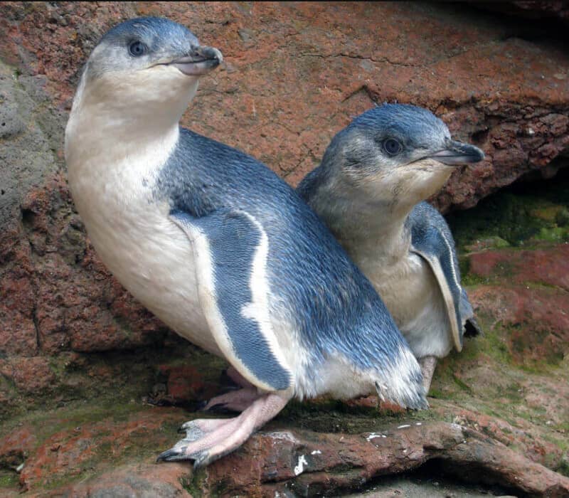 Two blue penguins standing on rocks with earthy background.