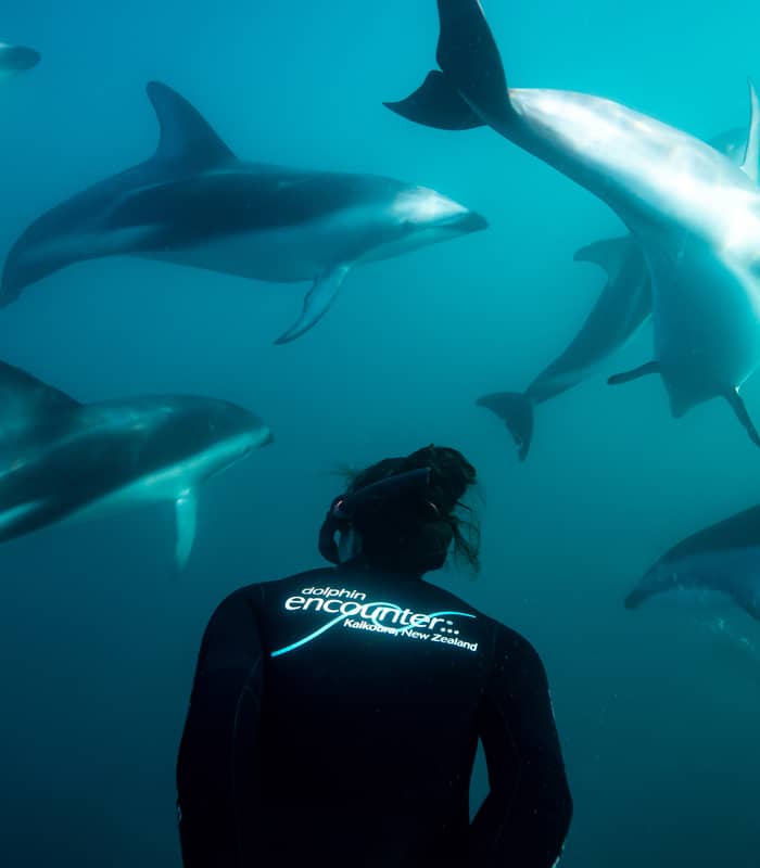 Person snorkeling underwater surrounded by dolphins swimming nearby.