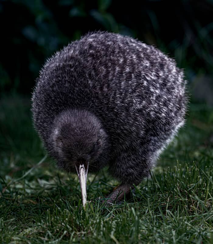Kiwi bird with dark feathers foraging in grass at night.