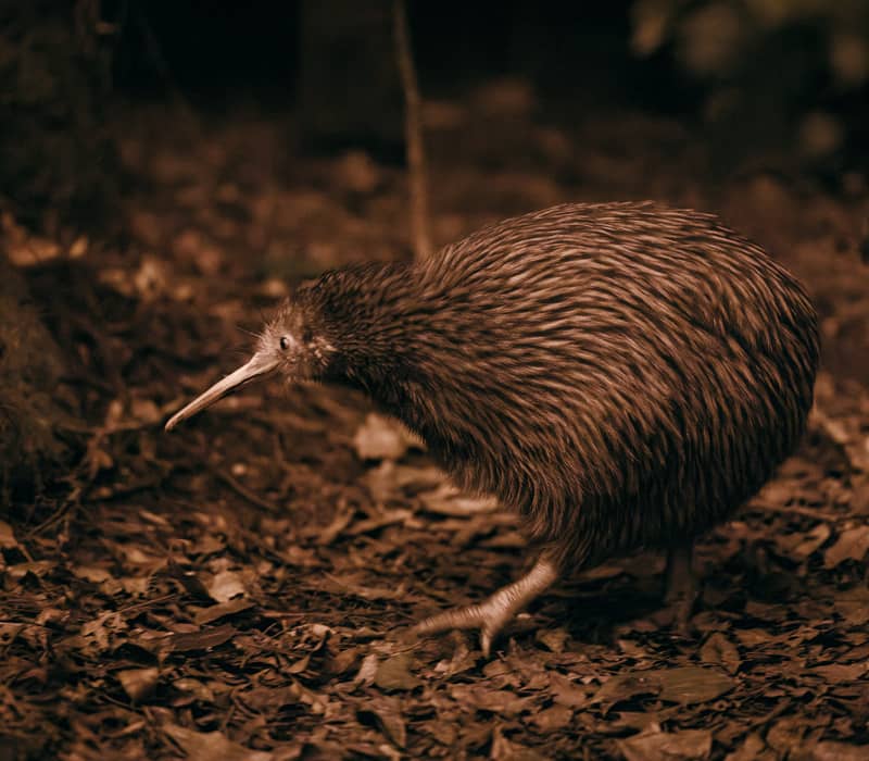 Kiwi moving on forest floor