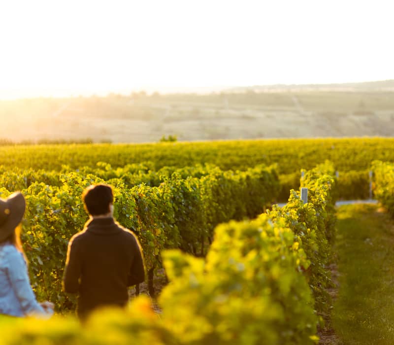 Couple walking through a vineyard in the golden sunshine