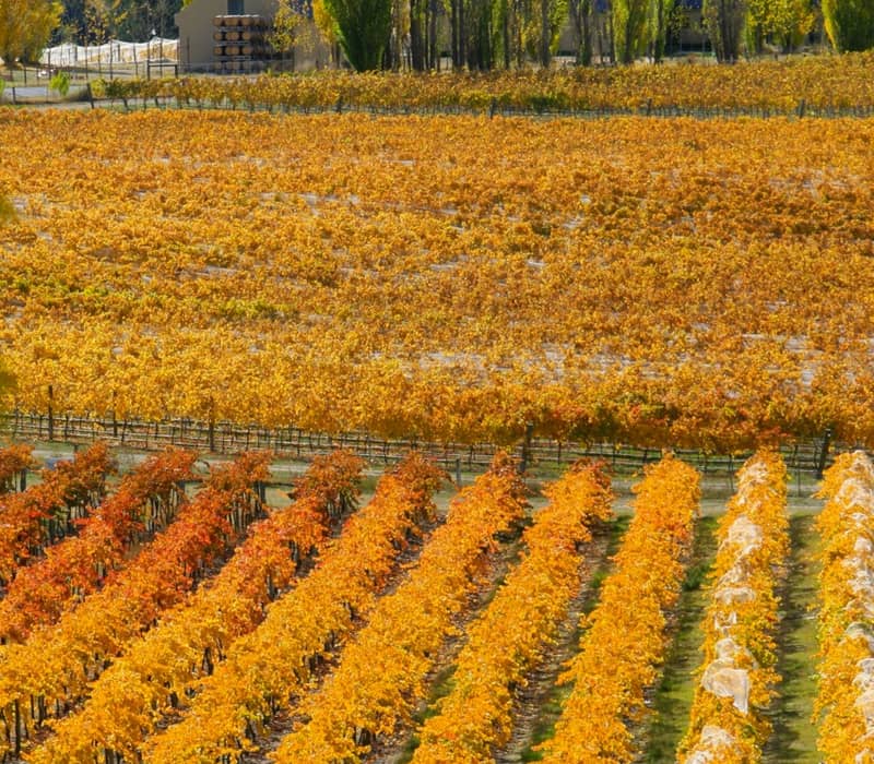 Autumn vineyard rows with yellow and orange foliage and tall trees behind buildings