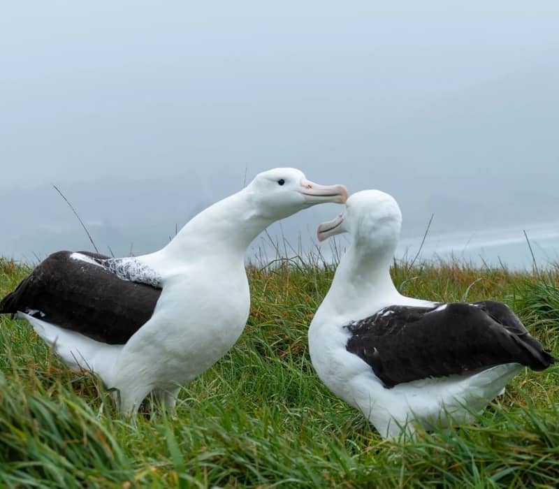 Two royal albatross birds facing each other on green grass near the coast.