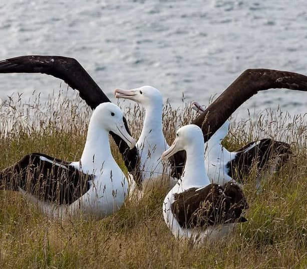 Group of albatross birds standing and spreading wings in coastal grass near water.