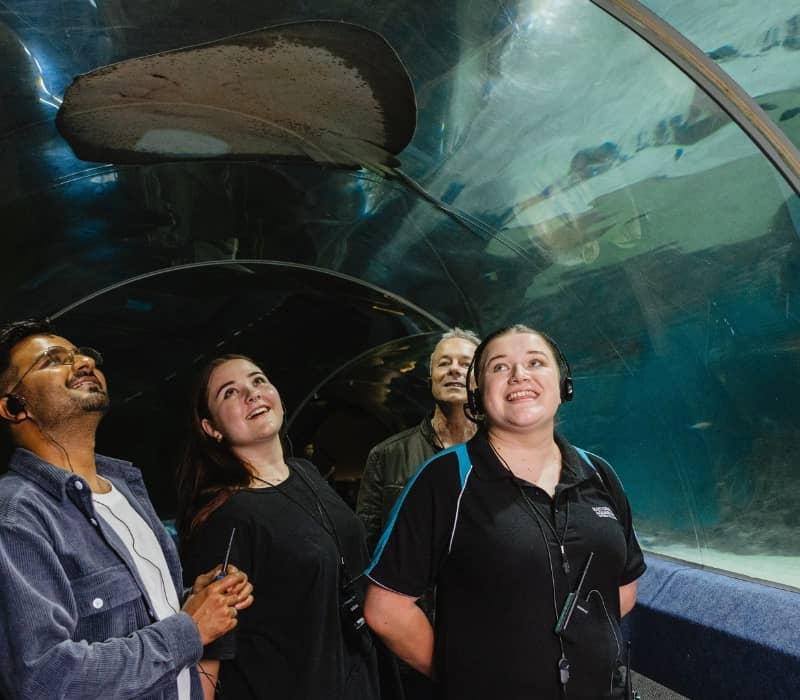Group of people looking up at a large ray swimming overhead in an aquarium tunnel.