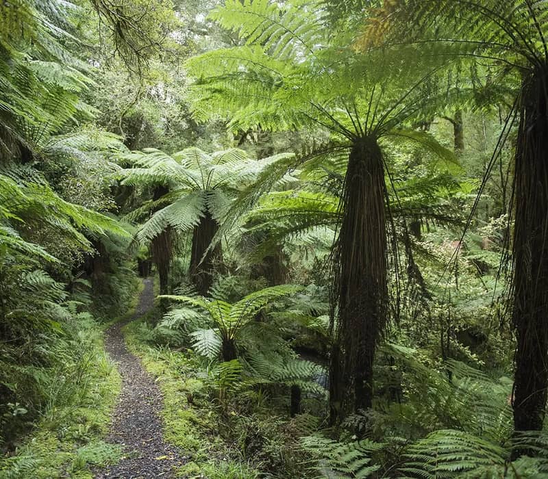 Winding path through dense forest with tall fern trees and lush greenery Credit: Hollyford Wilderness Experience