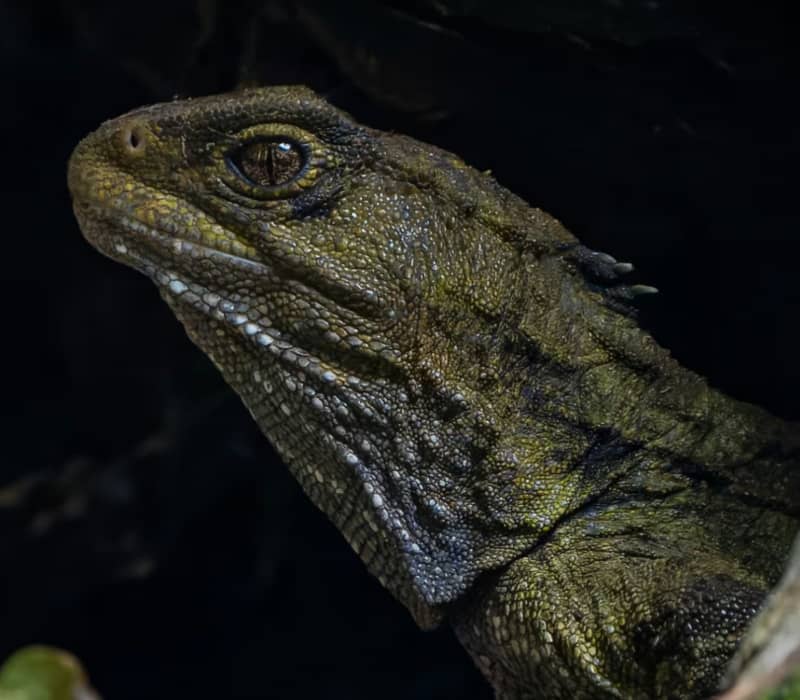 Close-up side profile of an iguana with textured green scales and a dark background.
