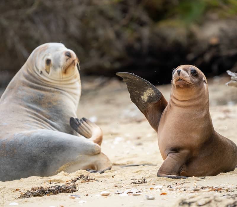 Two seals resting on a sandy beach, one with flipper raised, surrounded by natural coastal elements.